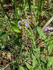 Heliotropium amplexicaule