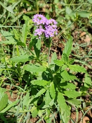 Heliotropium amplexicaule