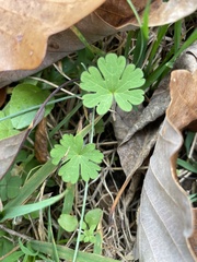 Geranium carolinianum