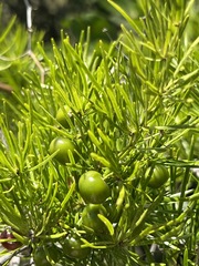 Asparagus macowanii
