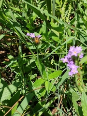 Heliotropium amplexicaule