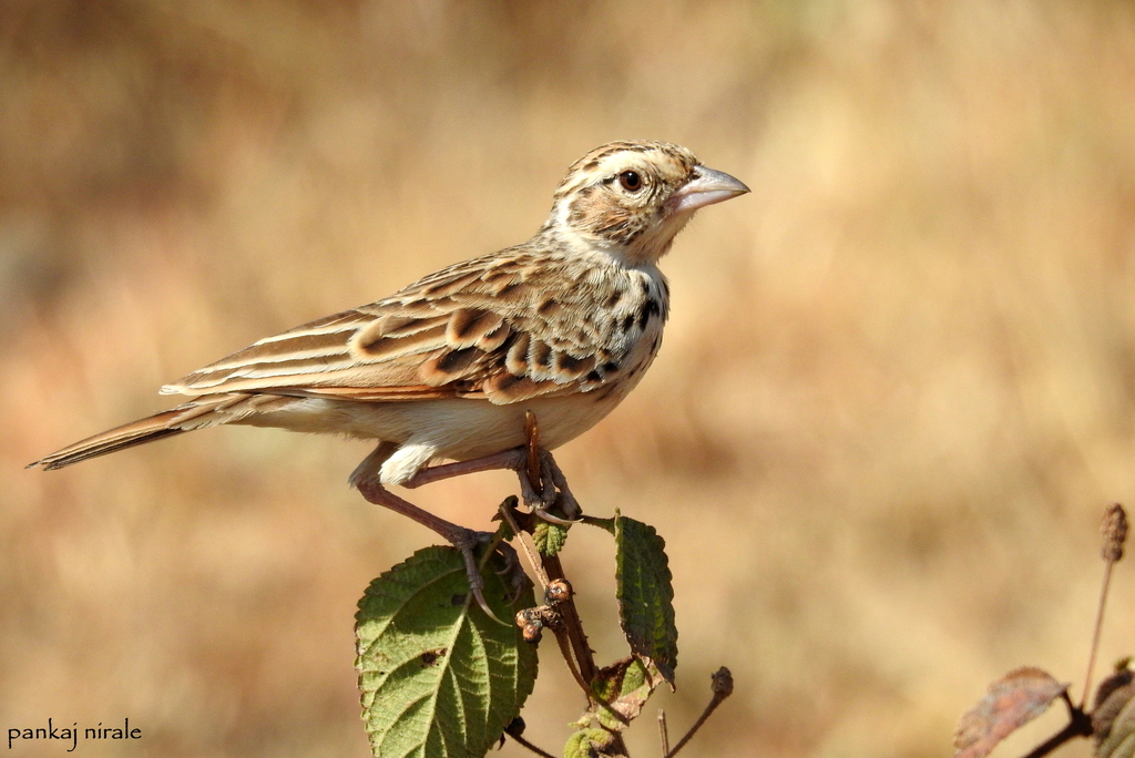 Indian Bushlark (Plocealauda erythroptera) photo