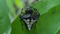 Verrucosa scapofracta