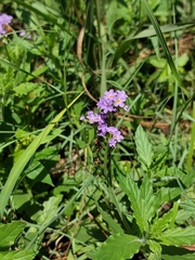 Heliotropium amplexicaule