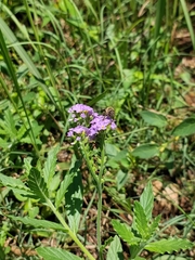 Heliotropium amplexicaule