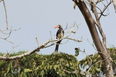 Lophoceros alboterminatus