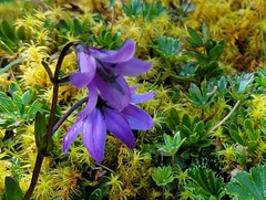 Gentianella rapunculoides