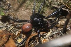 Bothriocyrtum californicum