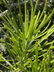 Asparagus macowanii