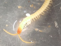 Geophilus flavus