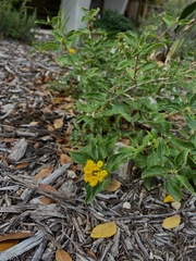 Lantana depressa