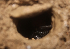 Bothriocyrtum californicum