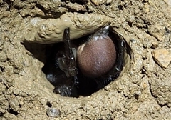 Bothriocyrtum californicum