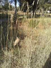 Bothriochloa barbinodis