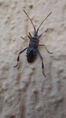 Leptoglossus occidentalis