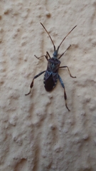 Leptoglossus occidentalis
