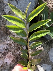 Aphloia theiformis