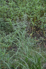 Leptochloa panicoides