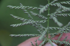 Leptochloa panicoides