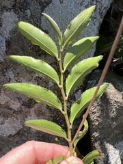 Aphloia theiformis