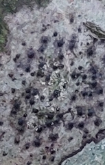 Lecidella elaeochroma