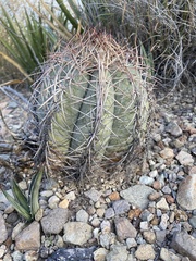 Echinocactus horizonthalonius