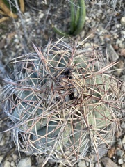 Echinocactus horizonthalonius