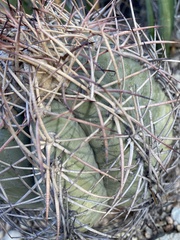 Echinocactus horizonthalonius