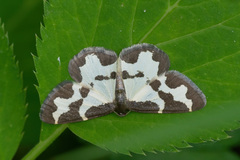 Lomaspilis marginata