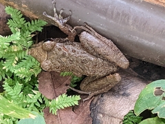 Craugastor fitzingeri