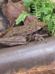 Craugastor fitzingeri