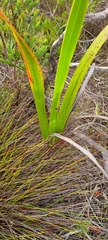 Watsonia tabularis