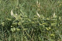 Asclepias speciosa