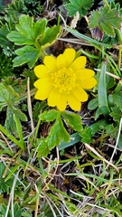 Ranunculoideae
