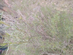 Artemisia californica