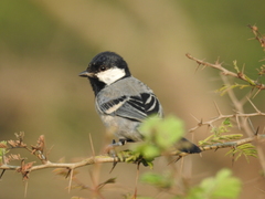Parus cinereus