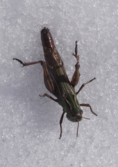 Stenobothrus lineatus