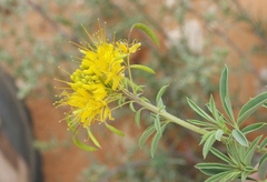 Cleomella lutea