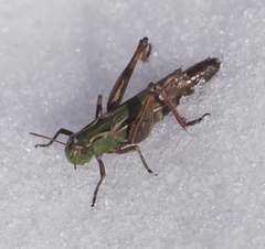 Stenobothrus lineatus