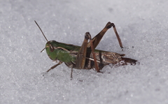 Stenobothrus lineatus