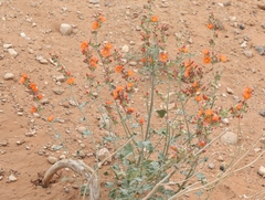 Sphaeralcea parvifolia