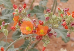 Sphaeralcea parvifolia
