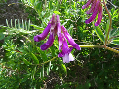 Vicia villosa