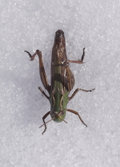 Stenobothrus lineatus