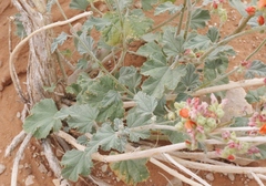 Sphaeralcea parvifolia