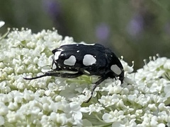 Mausoleopsis amabilis