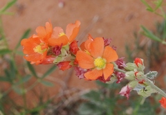 Sphaeralcea parvifolia
