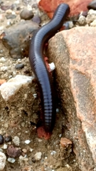 Archispirostreptus syriacus