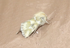 Schinia meadi