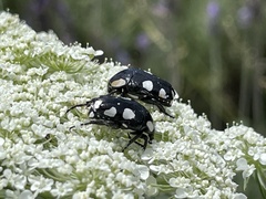 Mausoleopsis amabilis